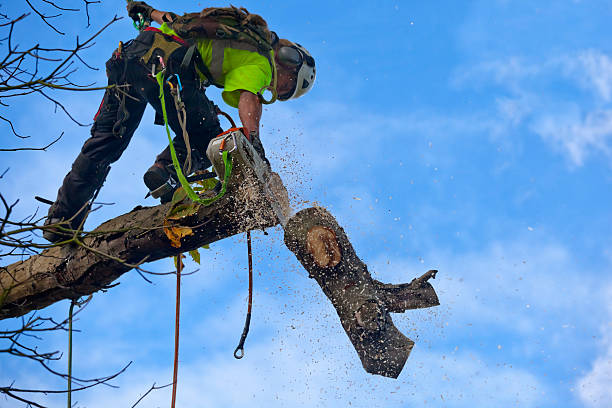 Professional Tree Services in Greenland, AR