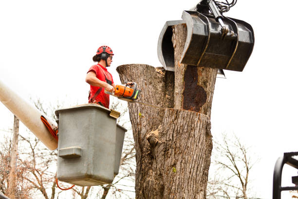 How Our Tree Care Process Works  in  Greenland, AR